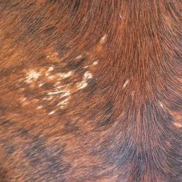 American West Rich Brown Leather and Fur Shoulder Bag - Picture 5 of 12